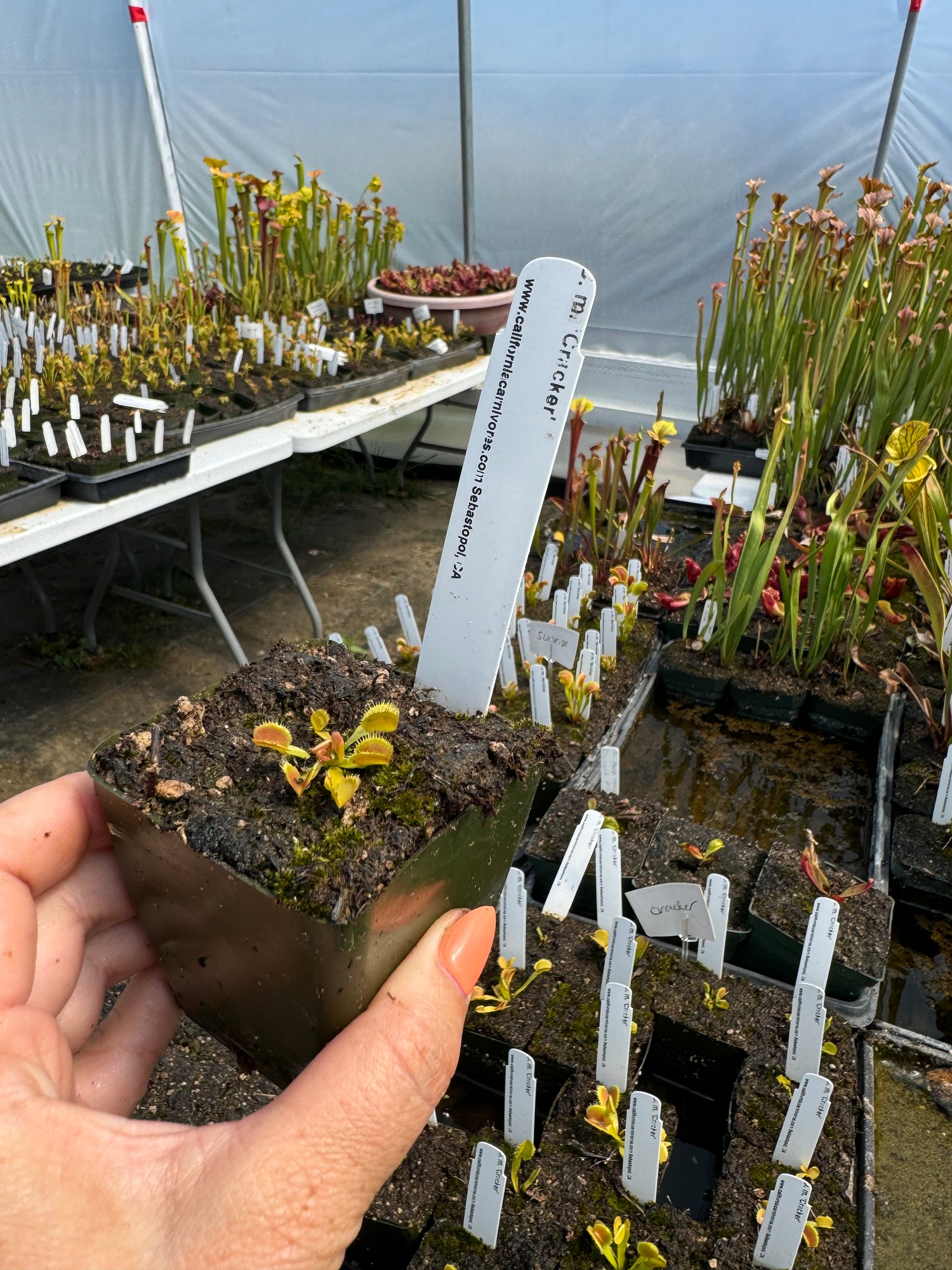 Dionaea m. ‘Cracker’ Potted