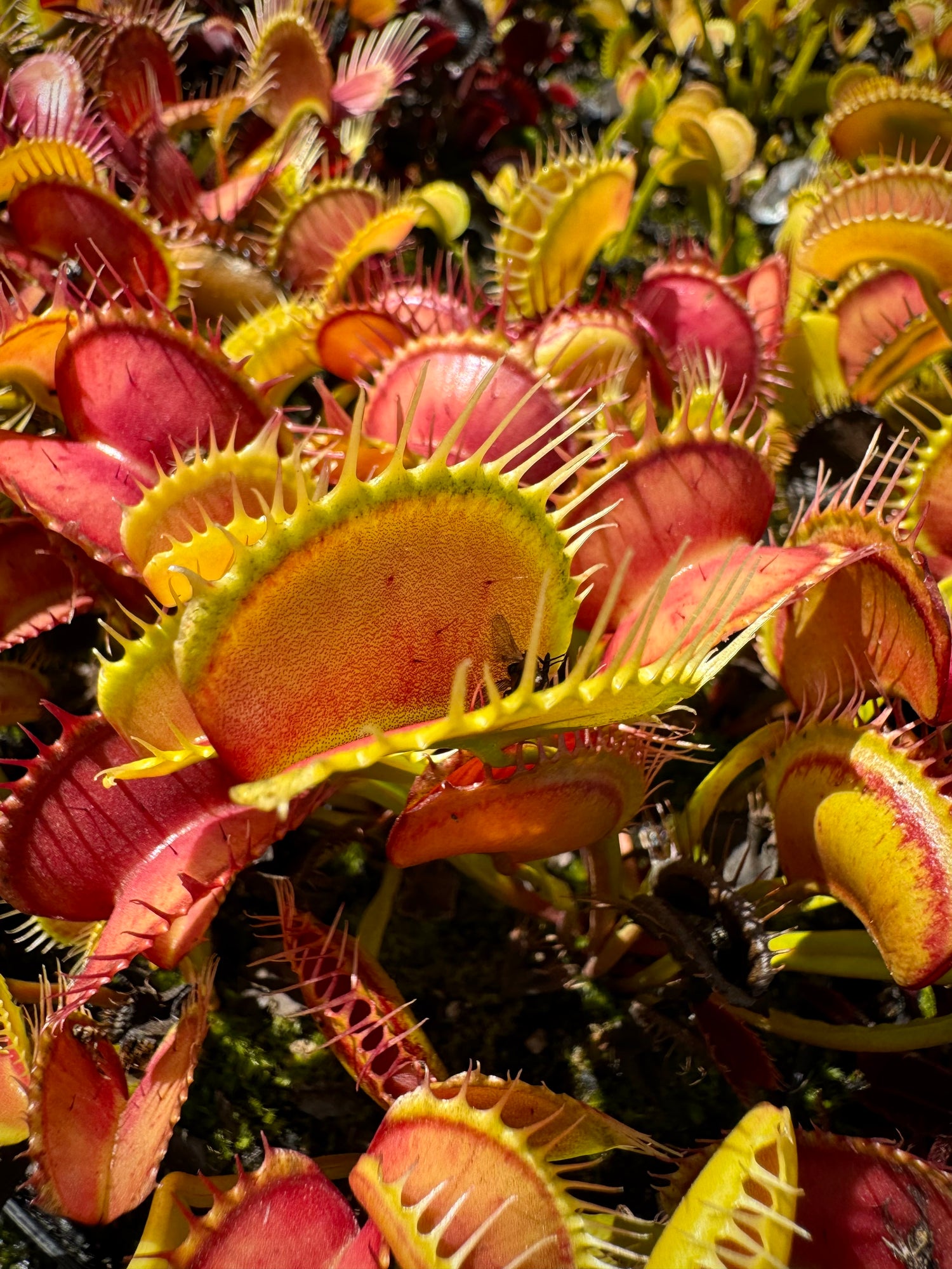 Dionaea m. ‘Switzerland Giant’ Potted