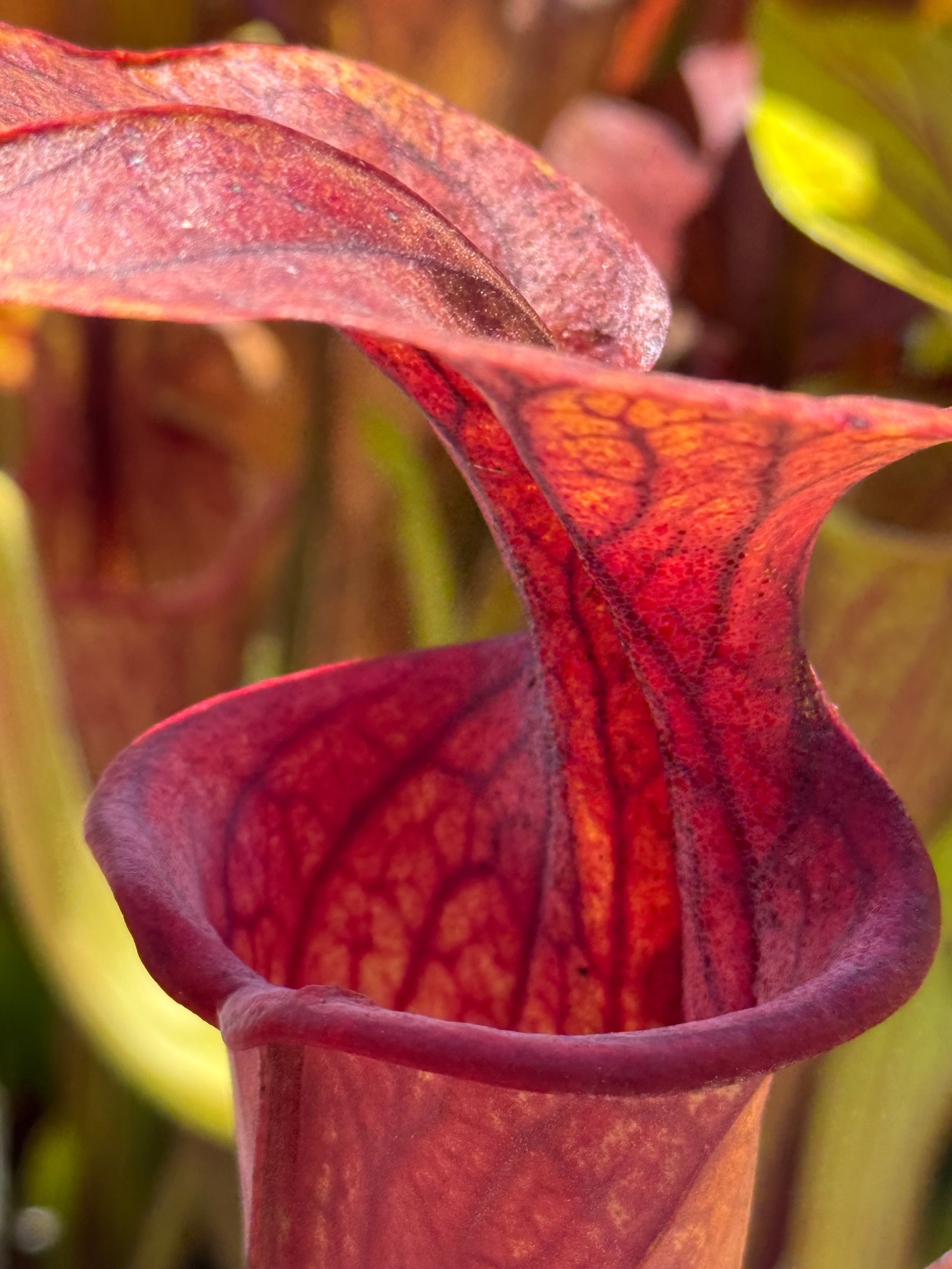 Sarracenia oreophila 