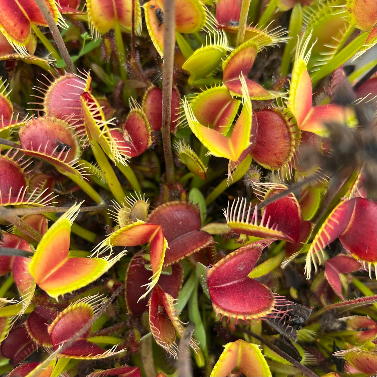 Seed Pack Dionaea m. Typical (12 seeds/pack)