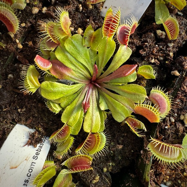 Dionaea mammoth venus flytrap