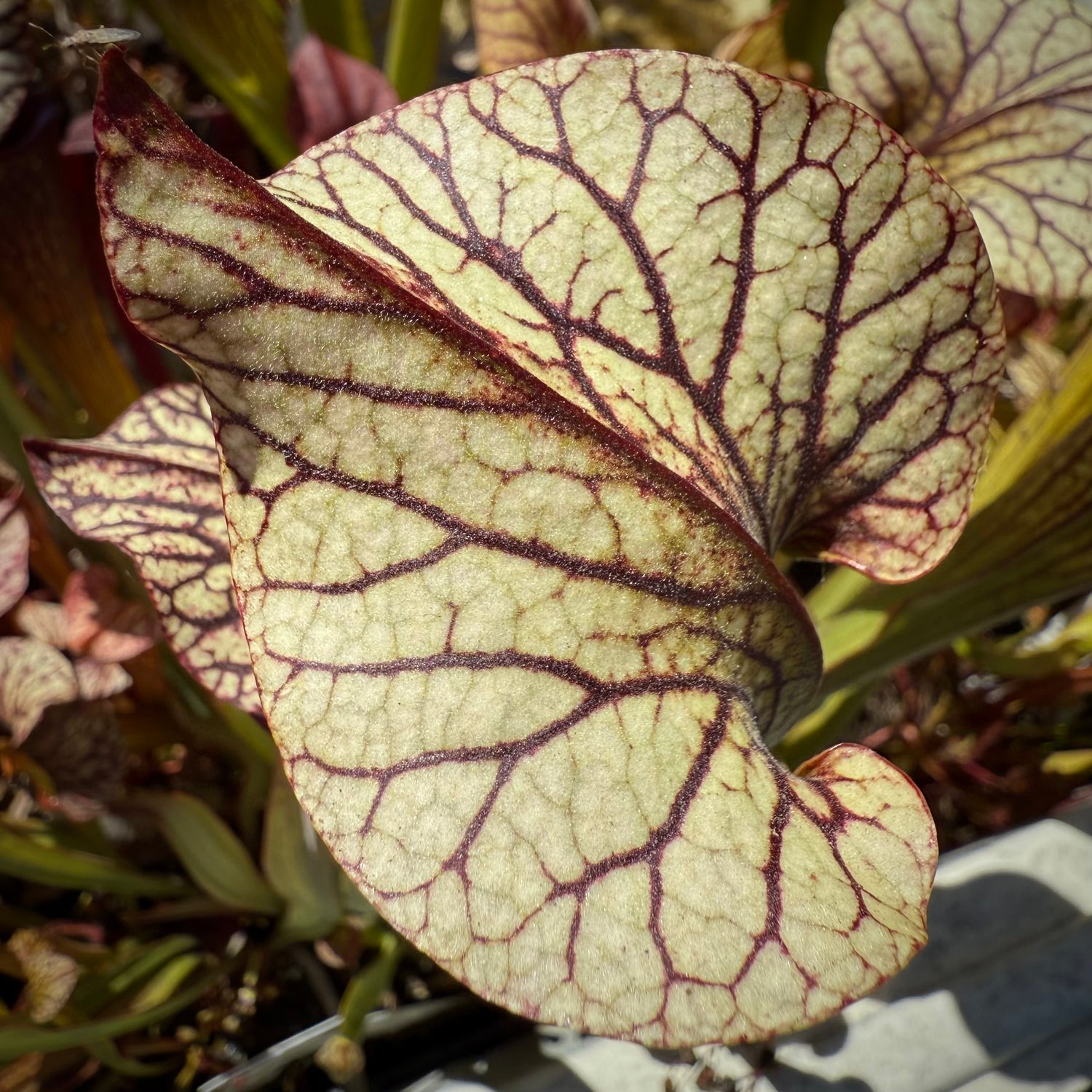 Sarracenia alata “pubescent black” x ( ‘Caitrin Claire’ ) Potted