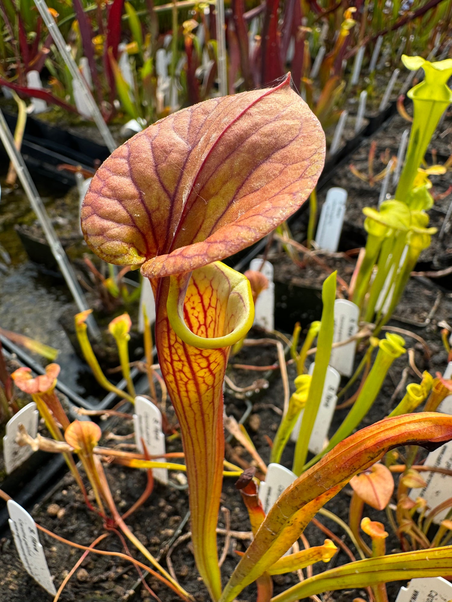 Sarracenia flava "Carolina Genetics" Potted