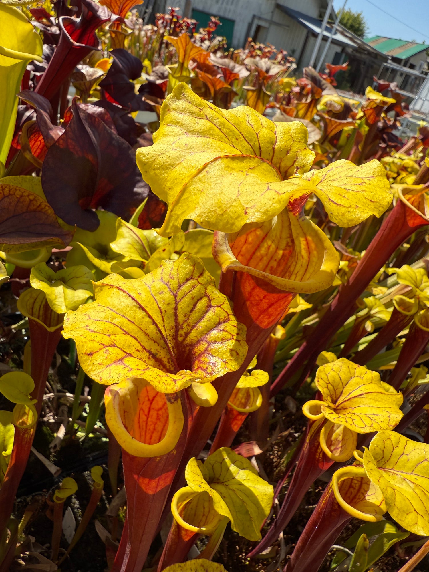 Sarracenia flava var. rubricorpora ‘Burgundy’ Potted