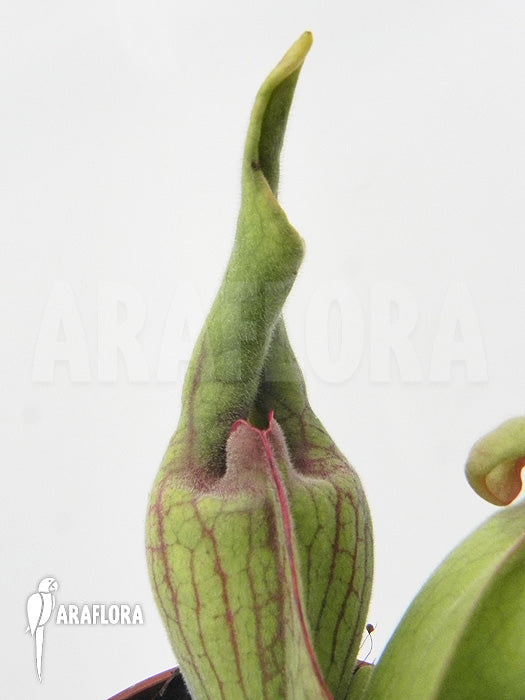 Sarracenia purpurea ssp. venosa v. burkii “Smurf” Potted