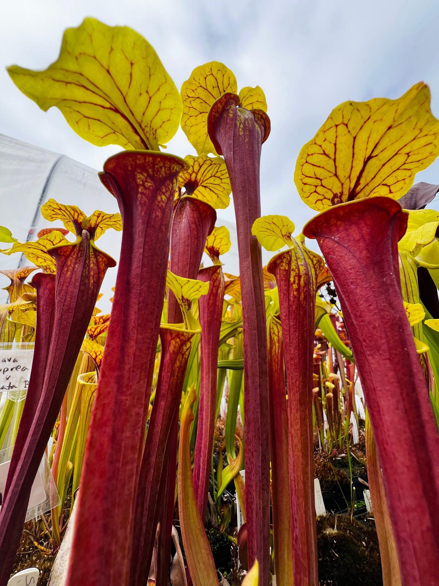 Sarracenia flava var. rubricorpora ‘Burgundy’ Potted