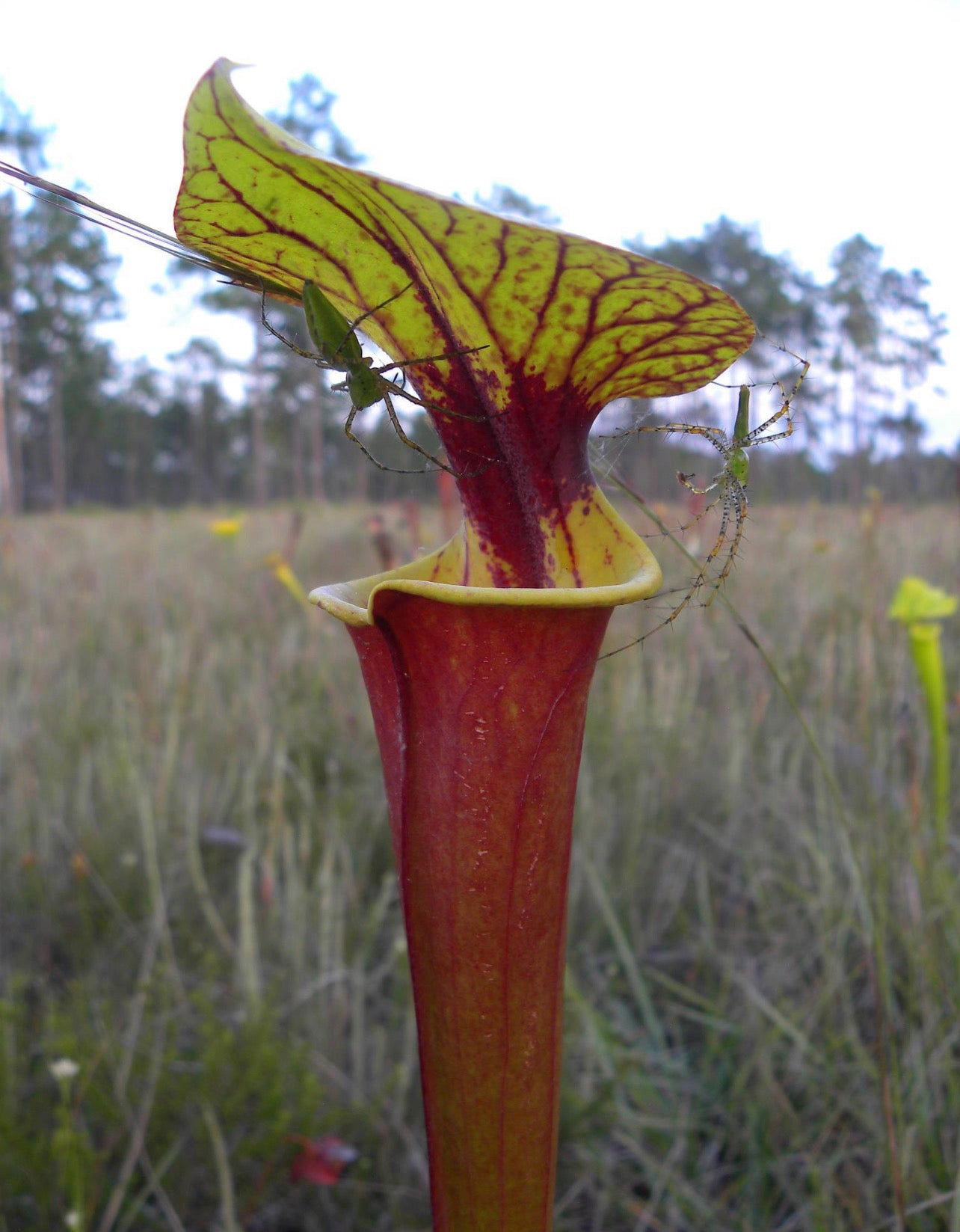 Sarracenia flava v. rubricorpora “Apalachicola, Florida” Potted