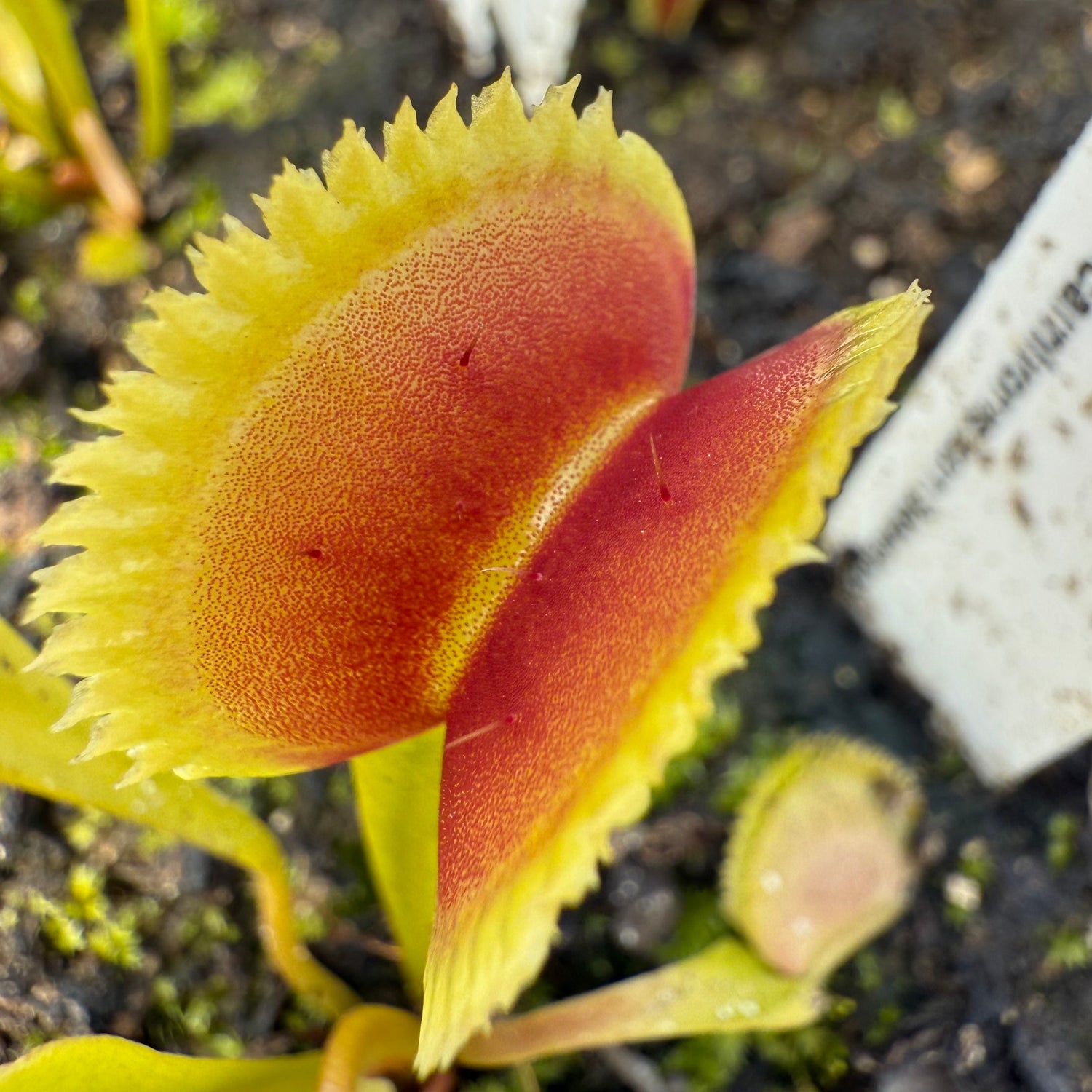 Dionaea m. 'Vitiligo' JH Potted