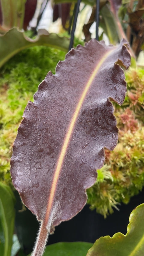 Nepenthes maxima "Sulawesi wavy leaf" Clone 1 BE-3907 Potted