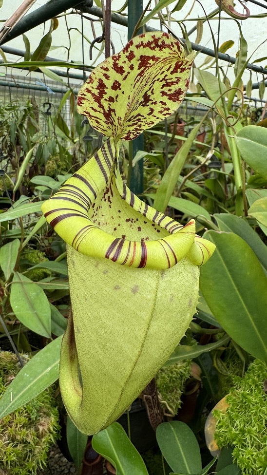 Nepenthes burbidgeae x platychila Potted