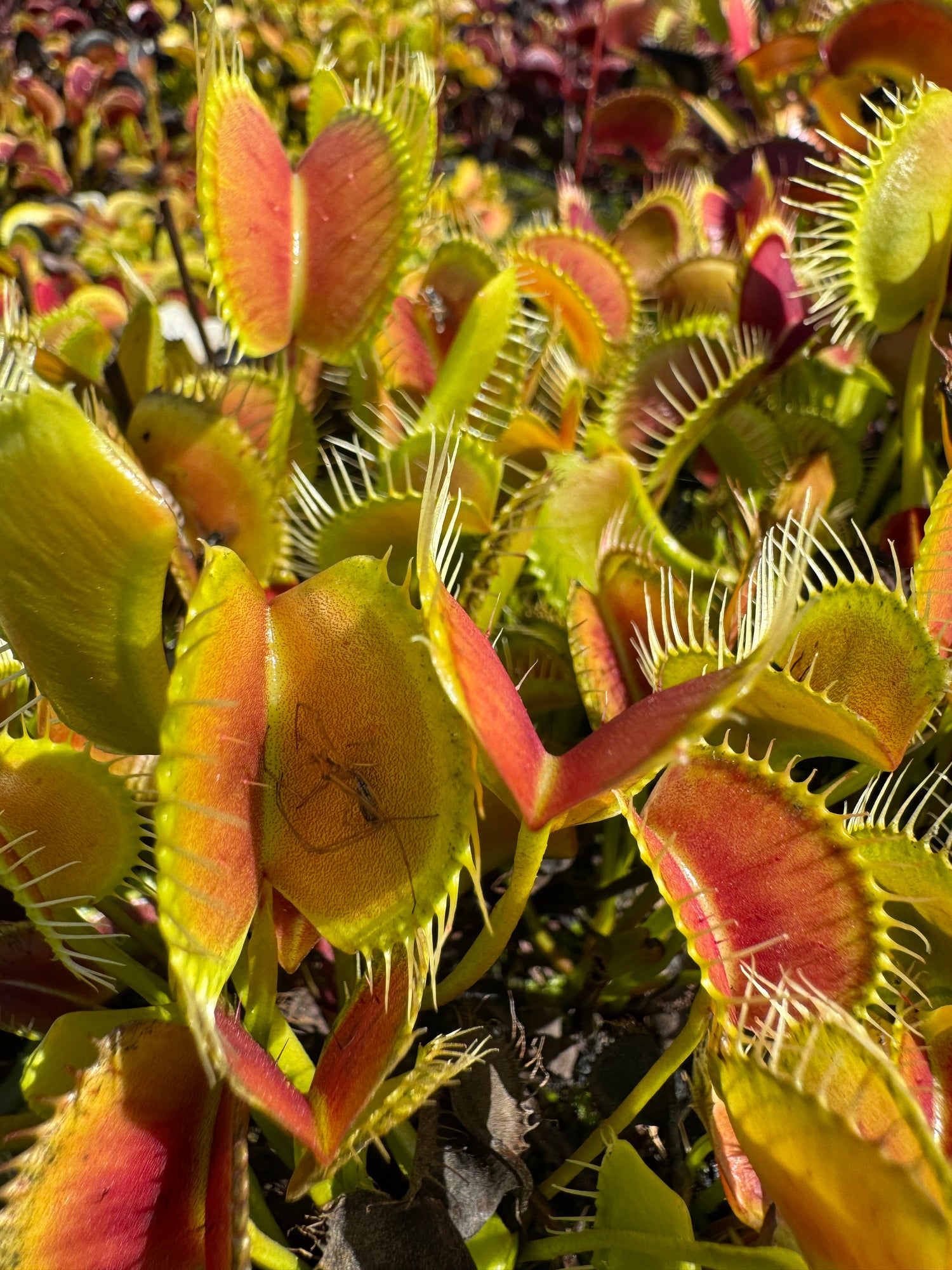 Seed Pack Dionaea m. ‘Spider’ (12 seeds/pack)