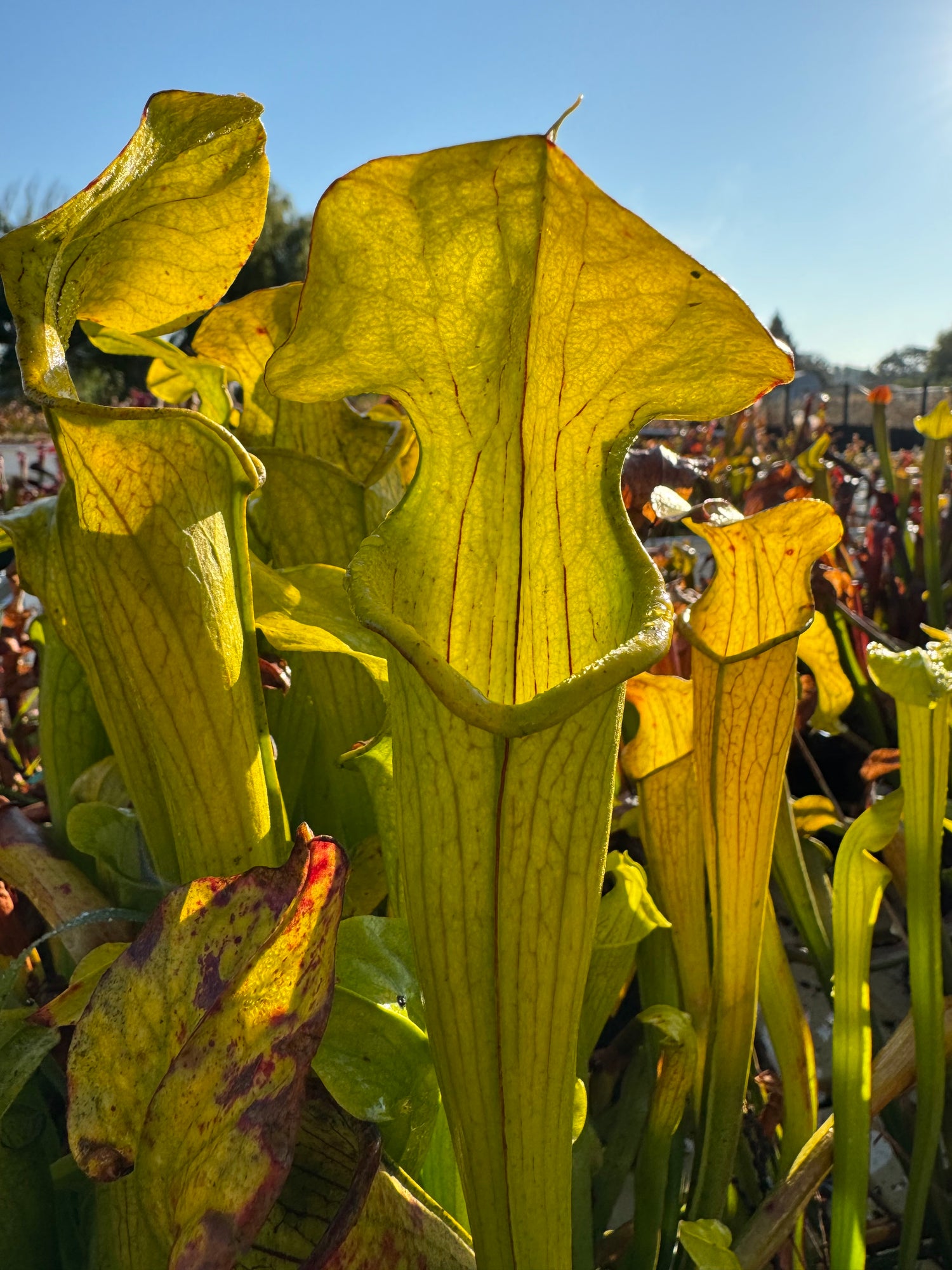 Sarracenia rubra ssp. alabamensis “Damon’s Clone” Potted