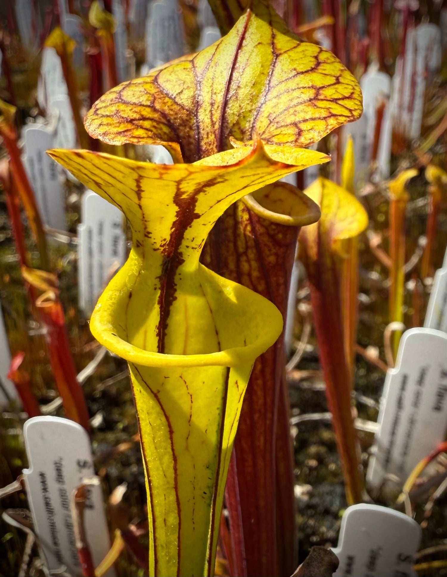Sarracenia flava “deep color rubricorpora mix” Potted