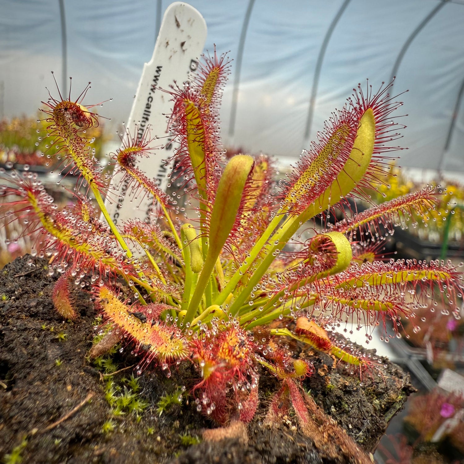 Drosera capensis “Mini Red” Potted