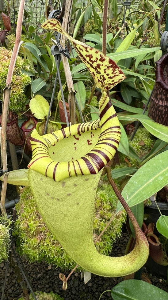 Nepenthes burbidgeae x platychila Potted