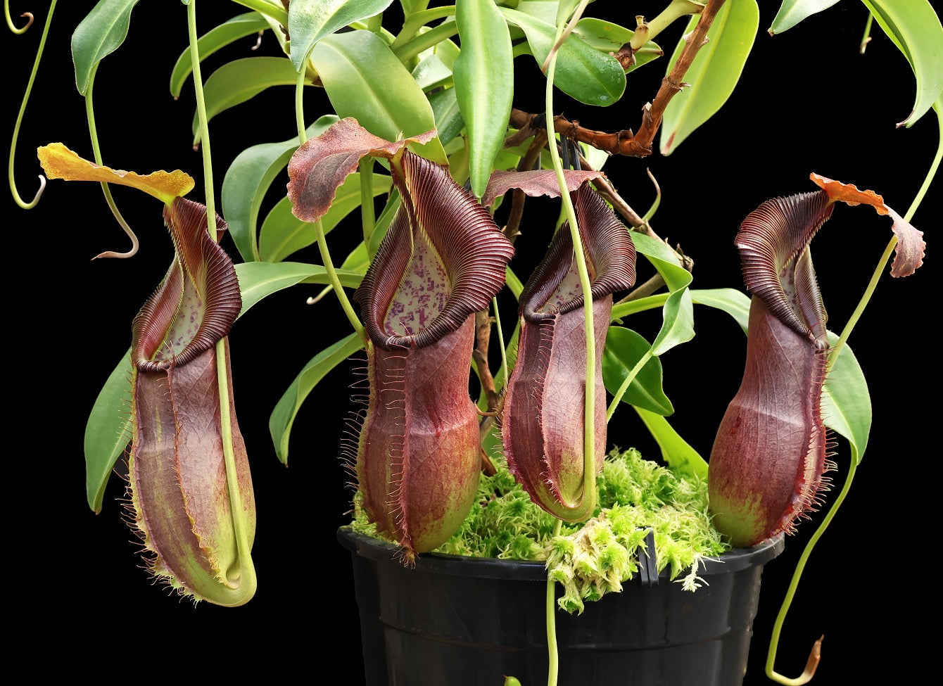 Nepenthes spathulata x singalana Potted