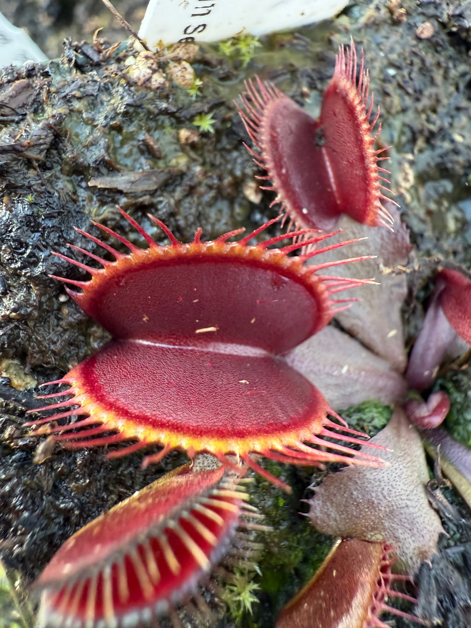 Dionaea m. “Black Venom” Potted