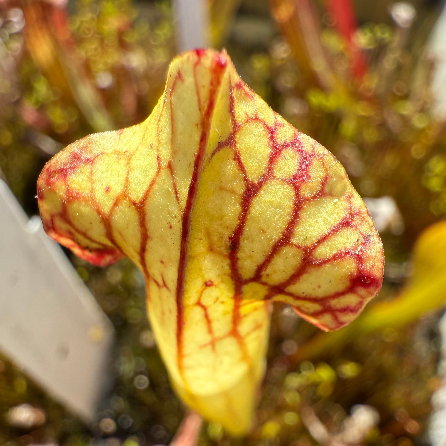 Sarracenia ( x mitchelliana “Dark Burgundy” ) x ( x ‘Simone’ ) Potted