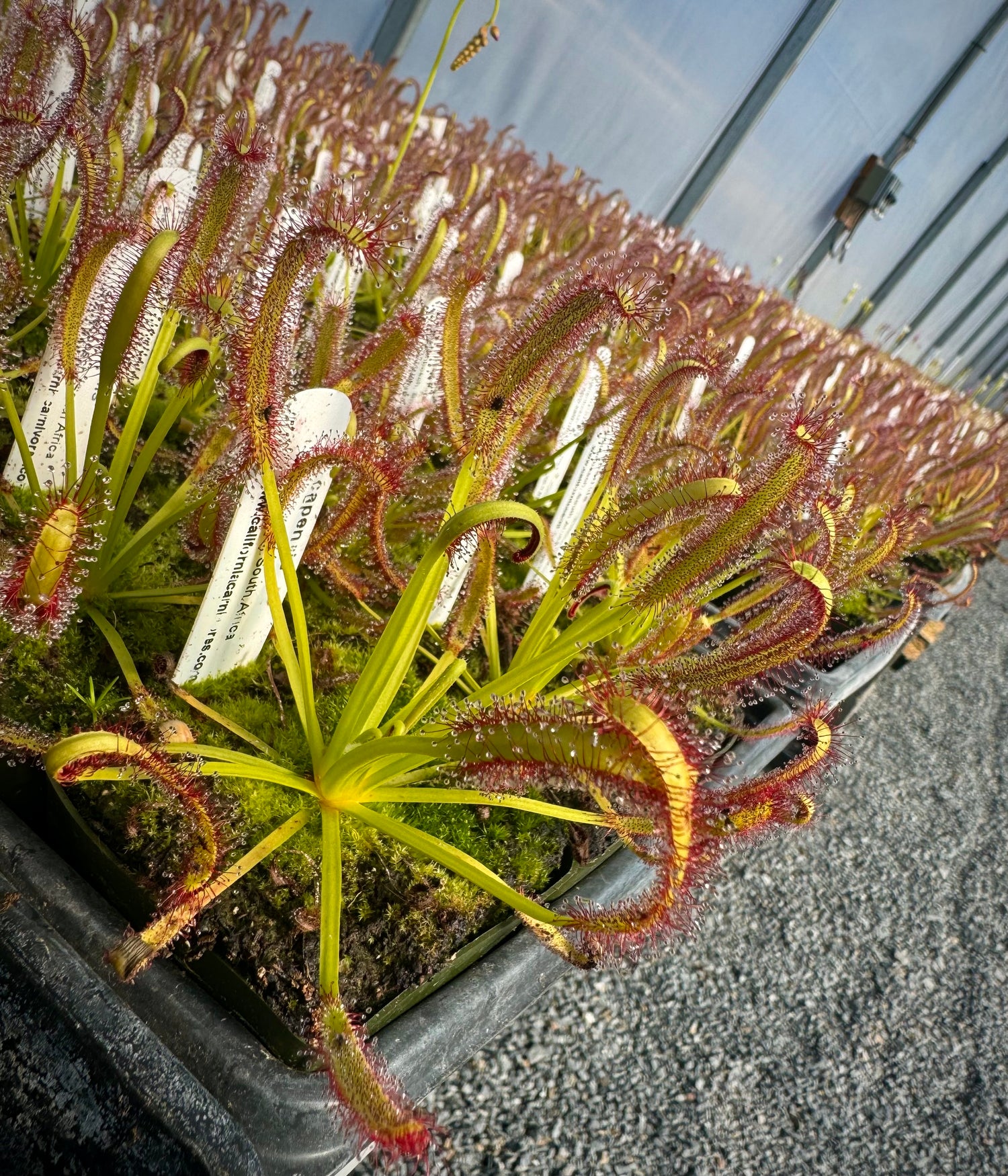 Drosera capensis “Stellenbosch, South Africa” Potted