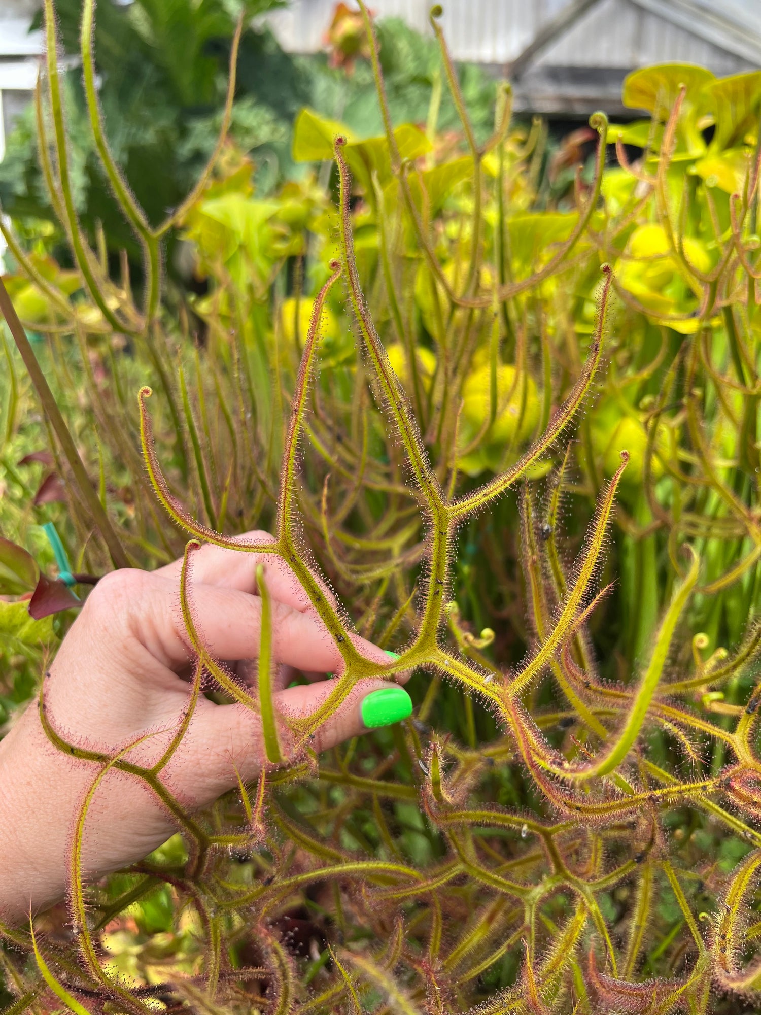 Drosera dichotoma 'Giant' Potted