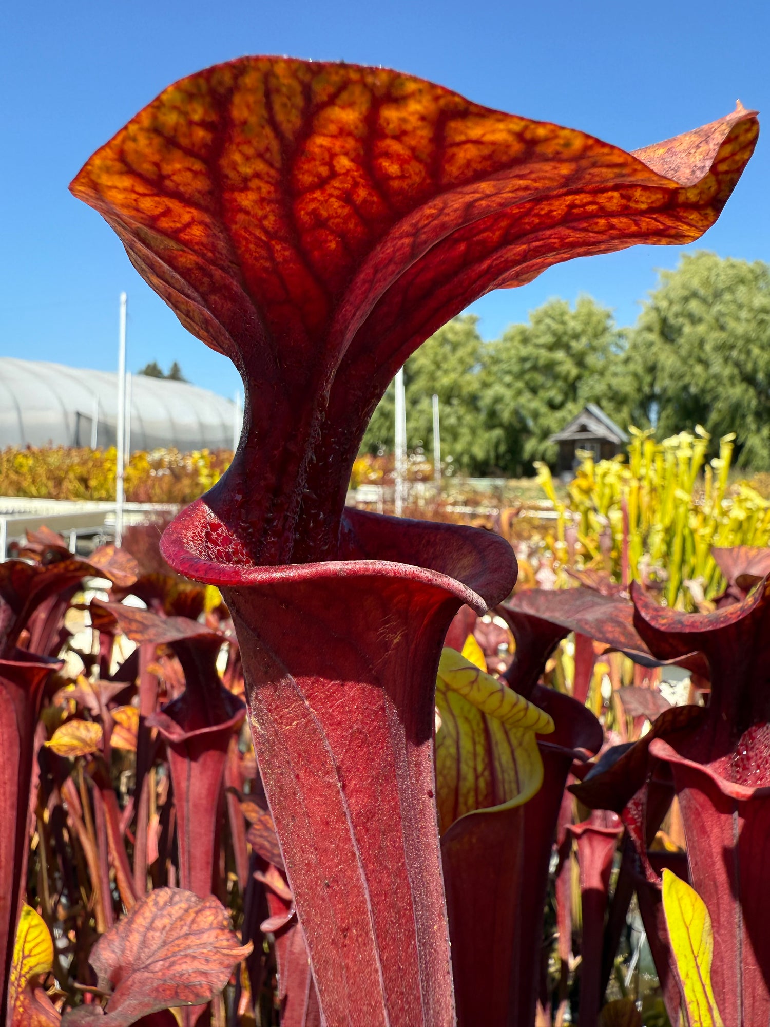 Sarracenia flava v. rubricorpora “Fire Top” Potted