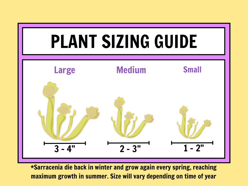 Sarracenia purpurea ssp. venosa v. burkii Potted