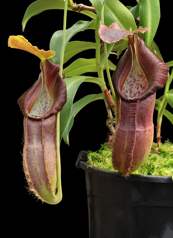 Nepenthes spathulata x singalana Potted