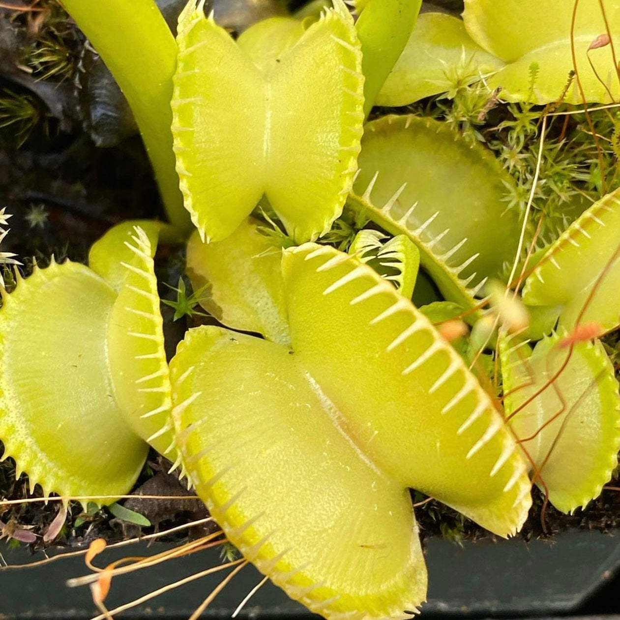 Seed Pack Dionaea m. ‘Harmony’ (12 seeds/pack)