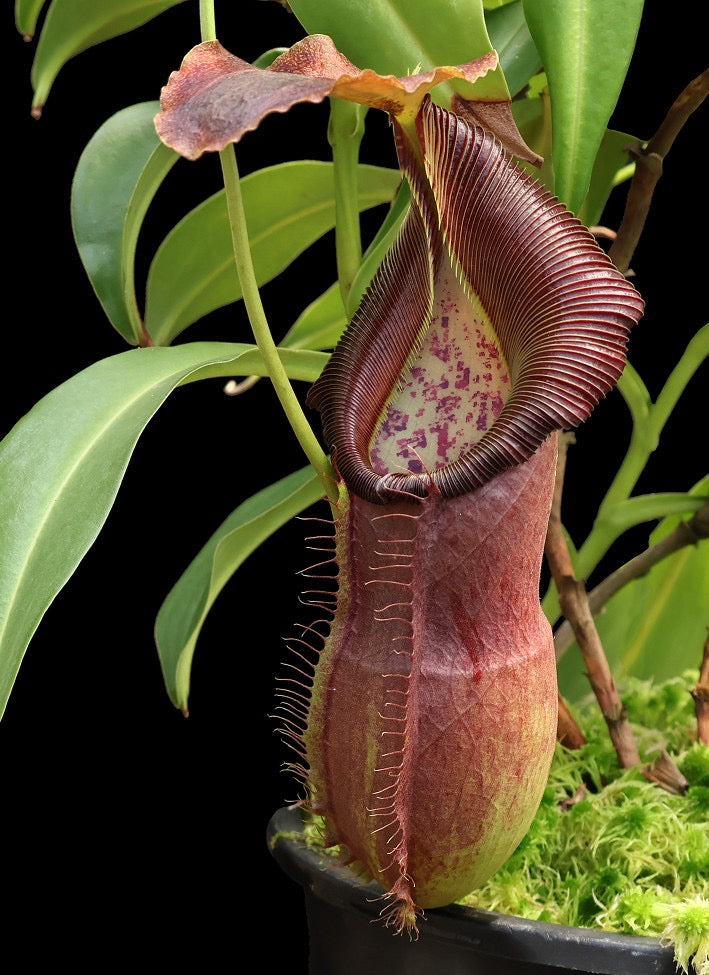 Nepenthes spathulata x singalana Potted