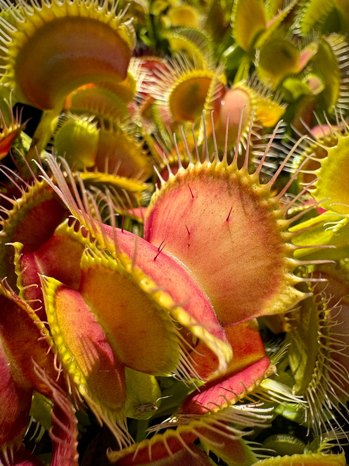 Dionaea m. Jersey Devil Venus Flytrap – California Carnivores