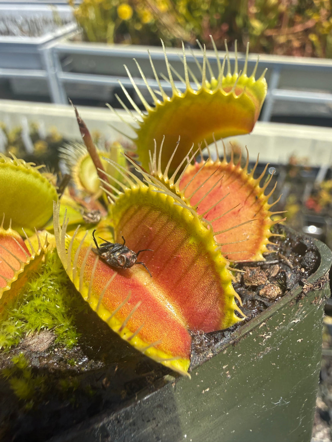venuskazuSE Dionaea m BZ 1955 Venus Flytrap
