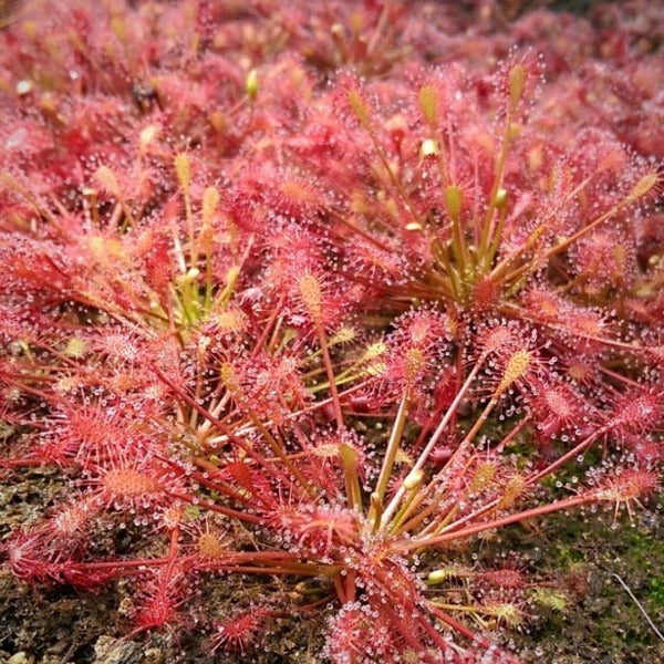 Drosera intermedia temperate sundew – California Carnivores