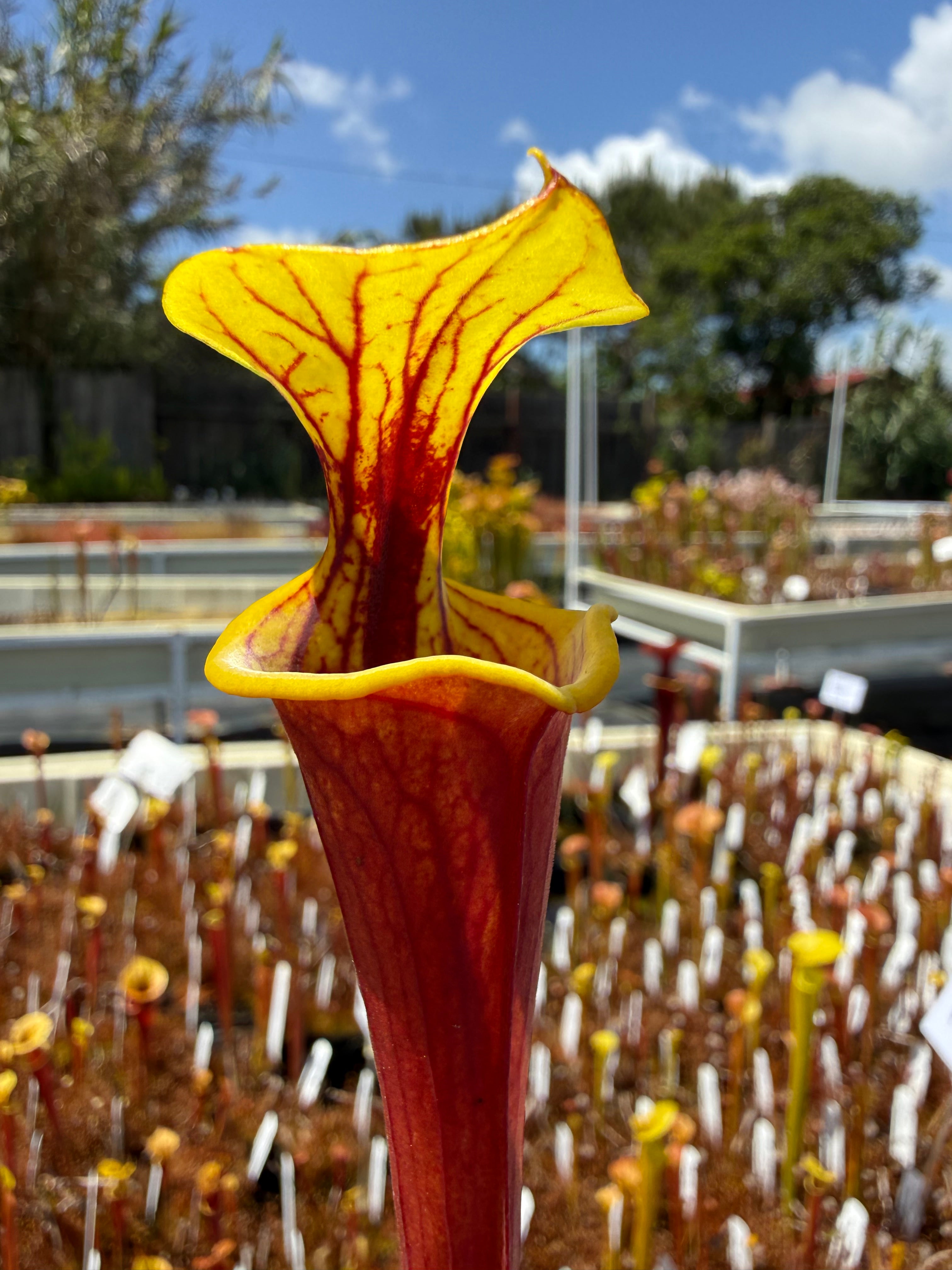 専用Prabu, exsotika var, salaca aurea,noid Sarracenia flava var. atropurpurea “Our Darkest” x flava var rugelii '