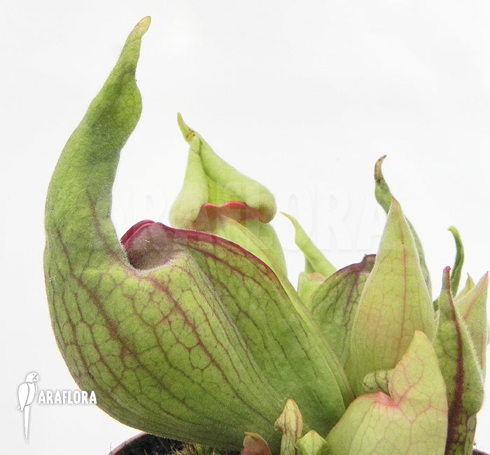 Sarracenia purpurea ssp. venosa v. burkii “Smurf” Potted