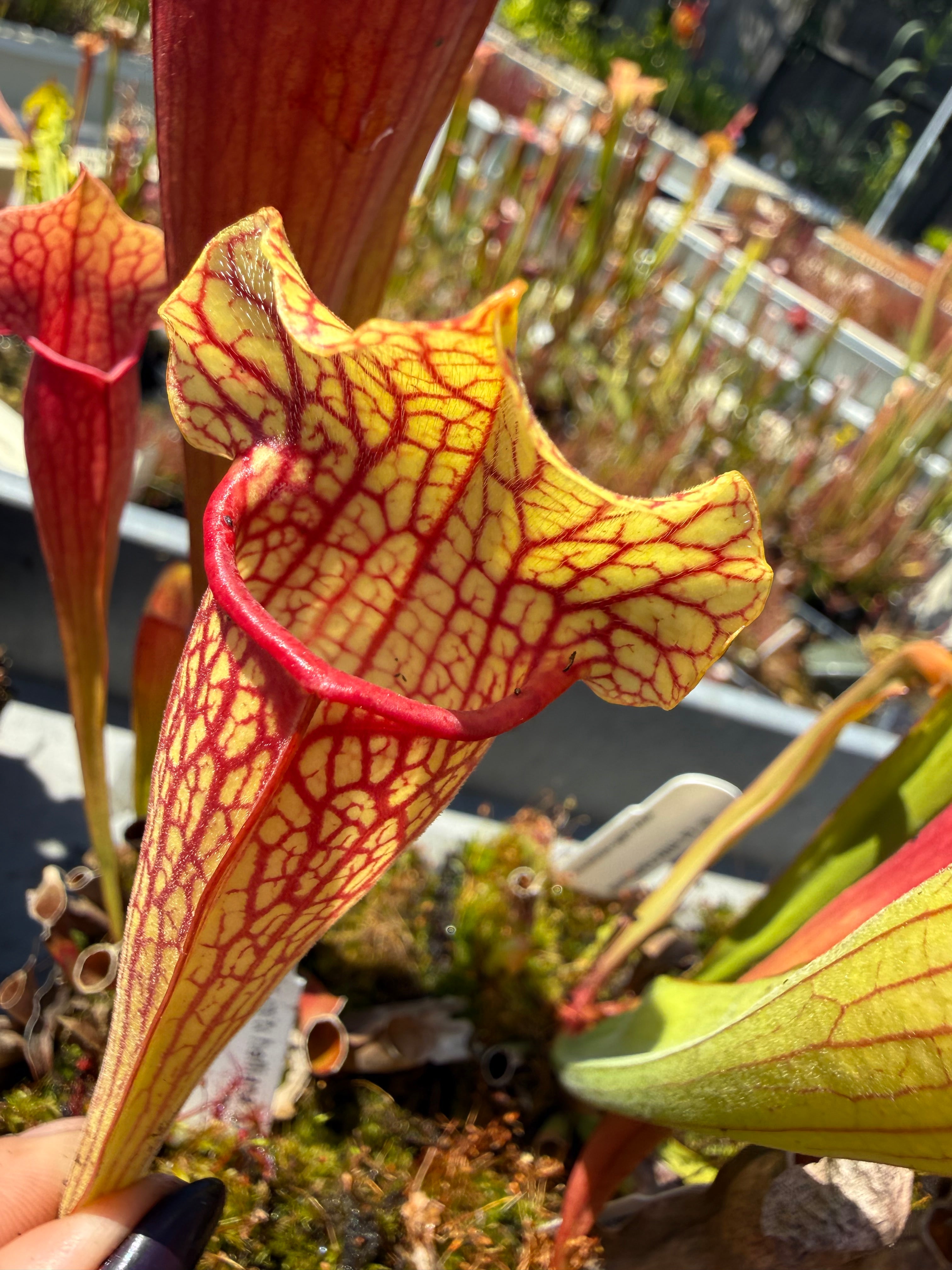 ボンバタ　サイデイラ Sarracenia ( x mitchelliana “Dark Burgundy” ) x ( x 'Simone' ) Potted