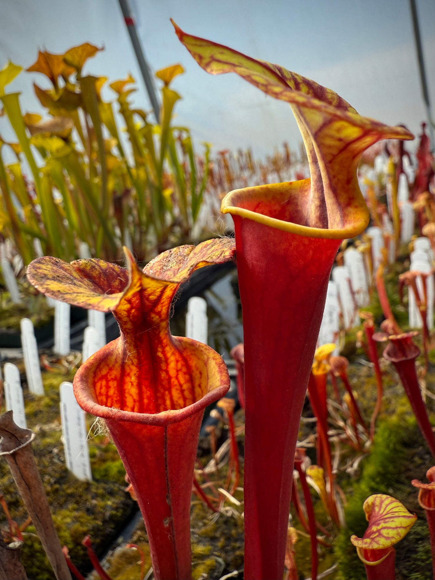 Sarracenia flava var. atropurpurea “Our Darkest” x flava var rugelii ‘Bud’s Gargoyle’ Potted