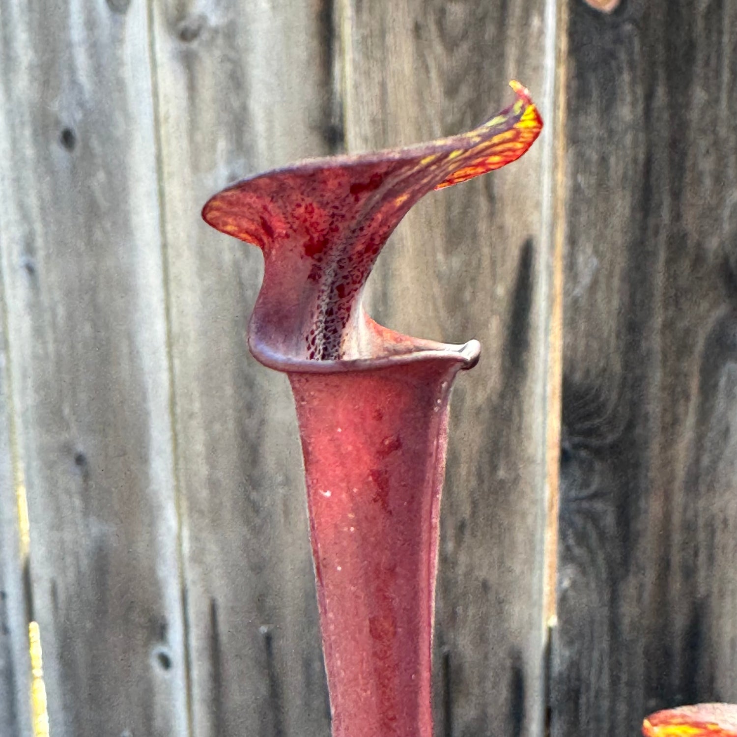 Sarracenia flava v. atropurpurea “Super Dark” Potted