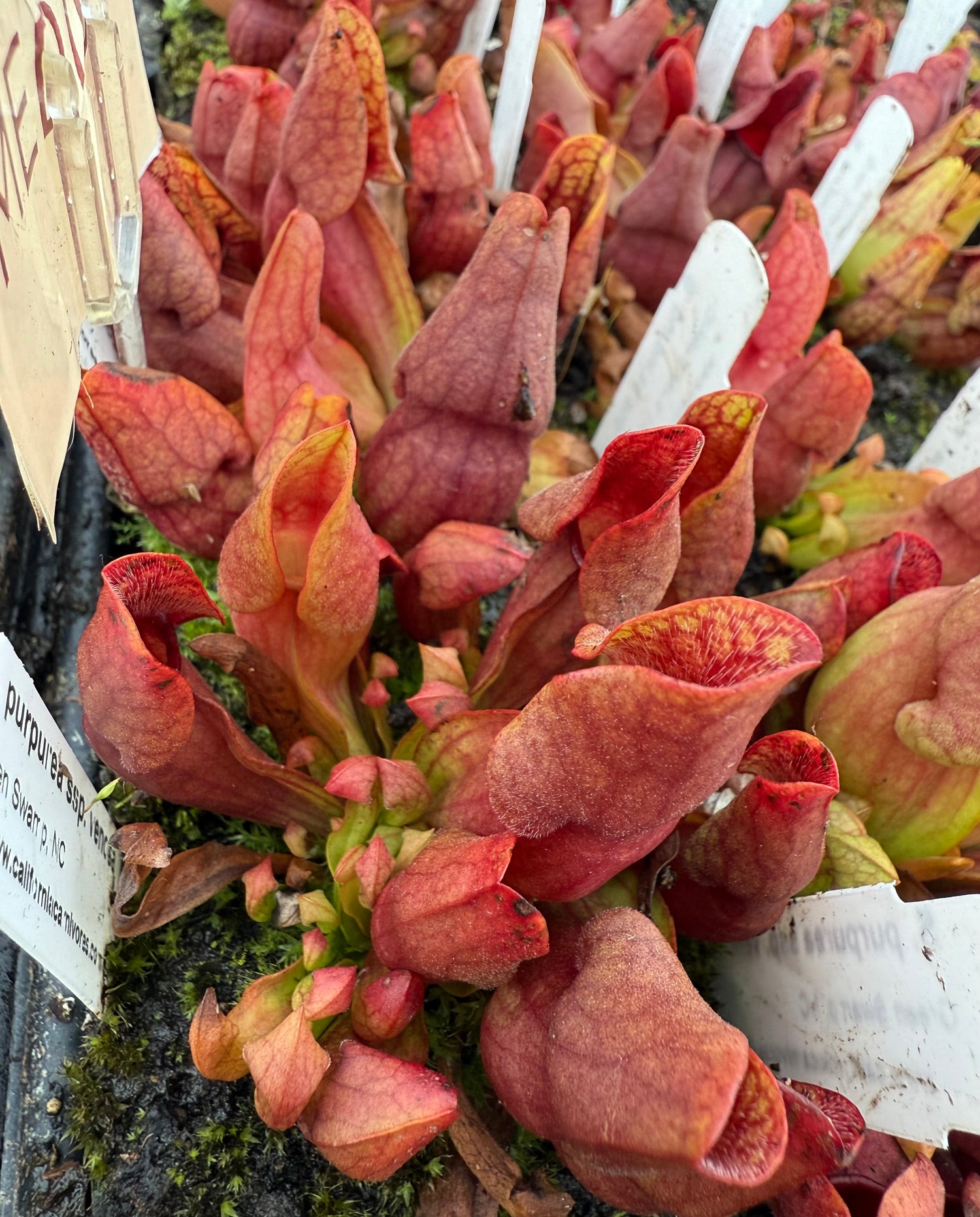Sarracenia purpurea ssp. venosa “Green Swamp, NC” Potted