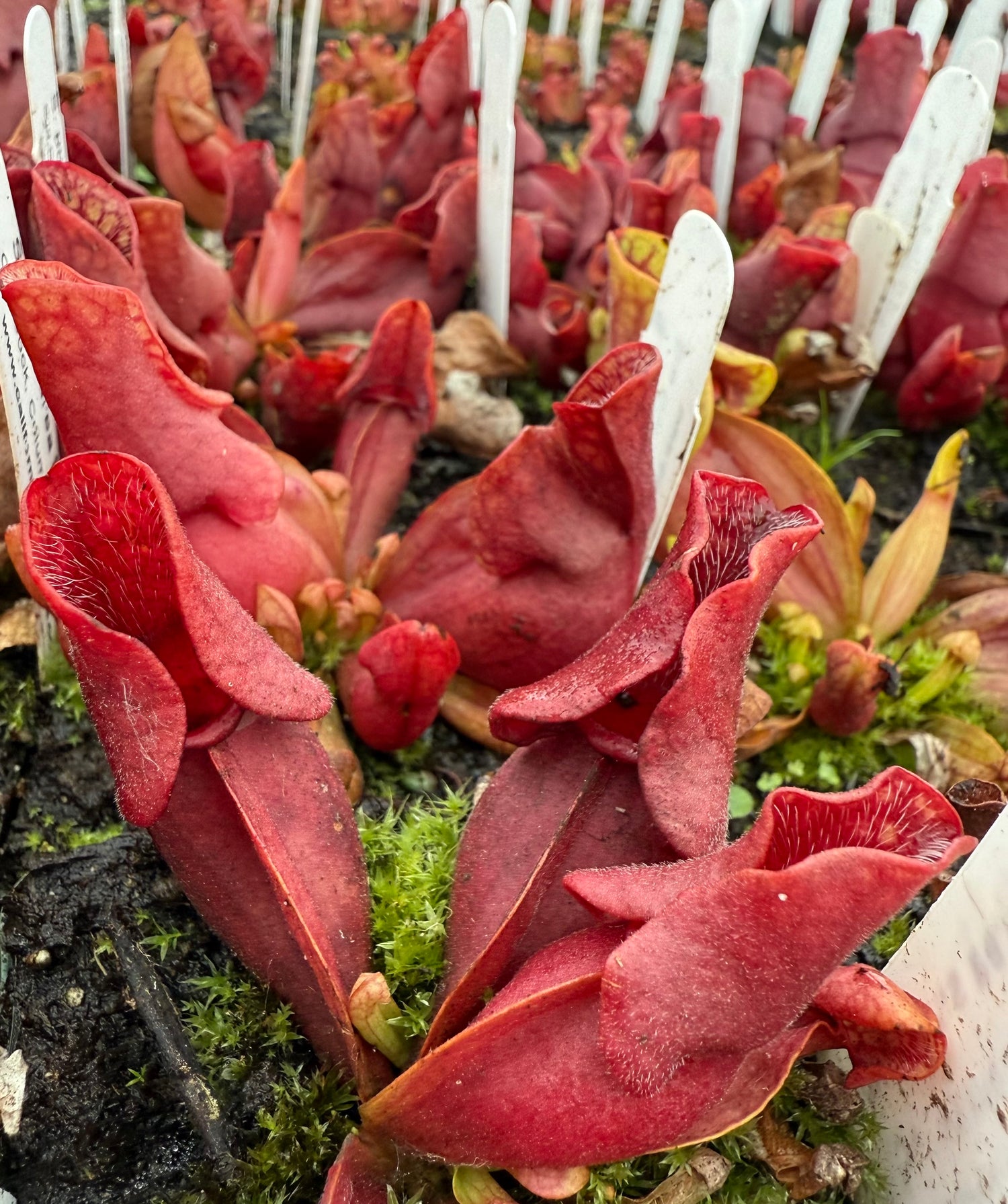 Sarracenia purpurea ssp. venosa “Old Dock, Columbus Co, NC” Potted