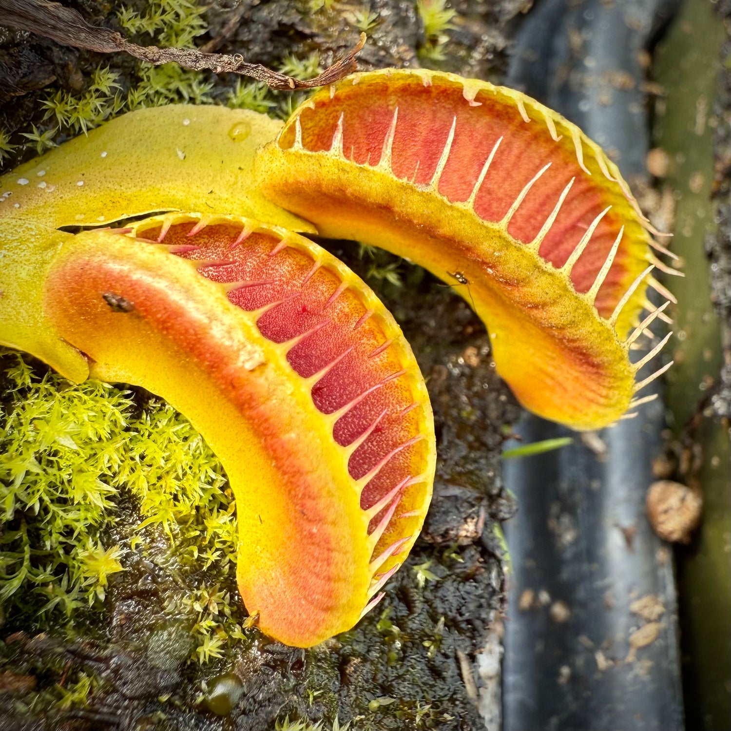 Dionaea m. ‘Jaws Smiley’ JH Potted