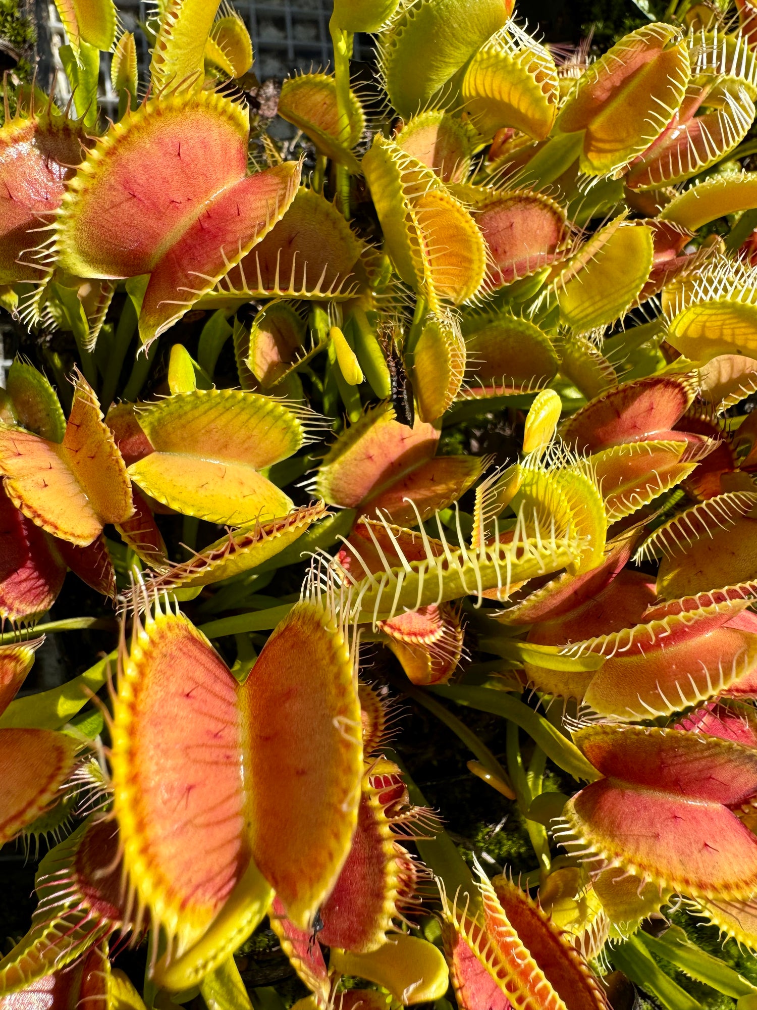 Dionaea m. “Sasquatch” Potted