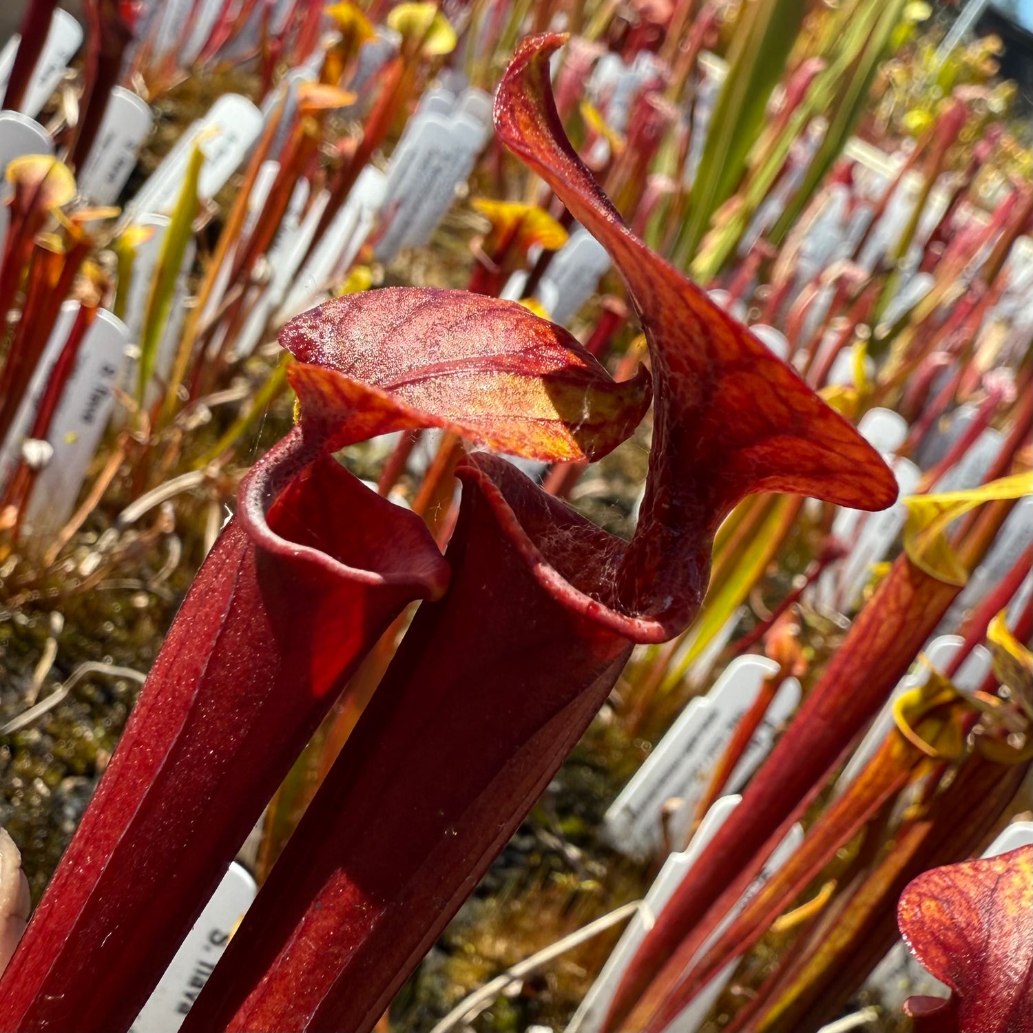 Sarracenia flava “deep color rubricorpora mix” Potted