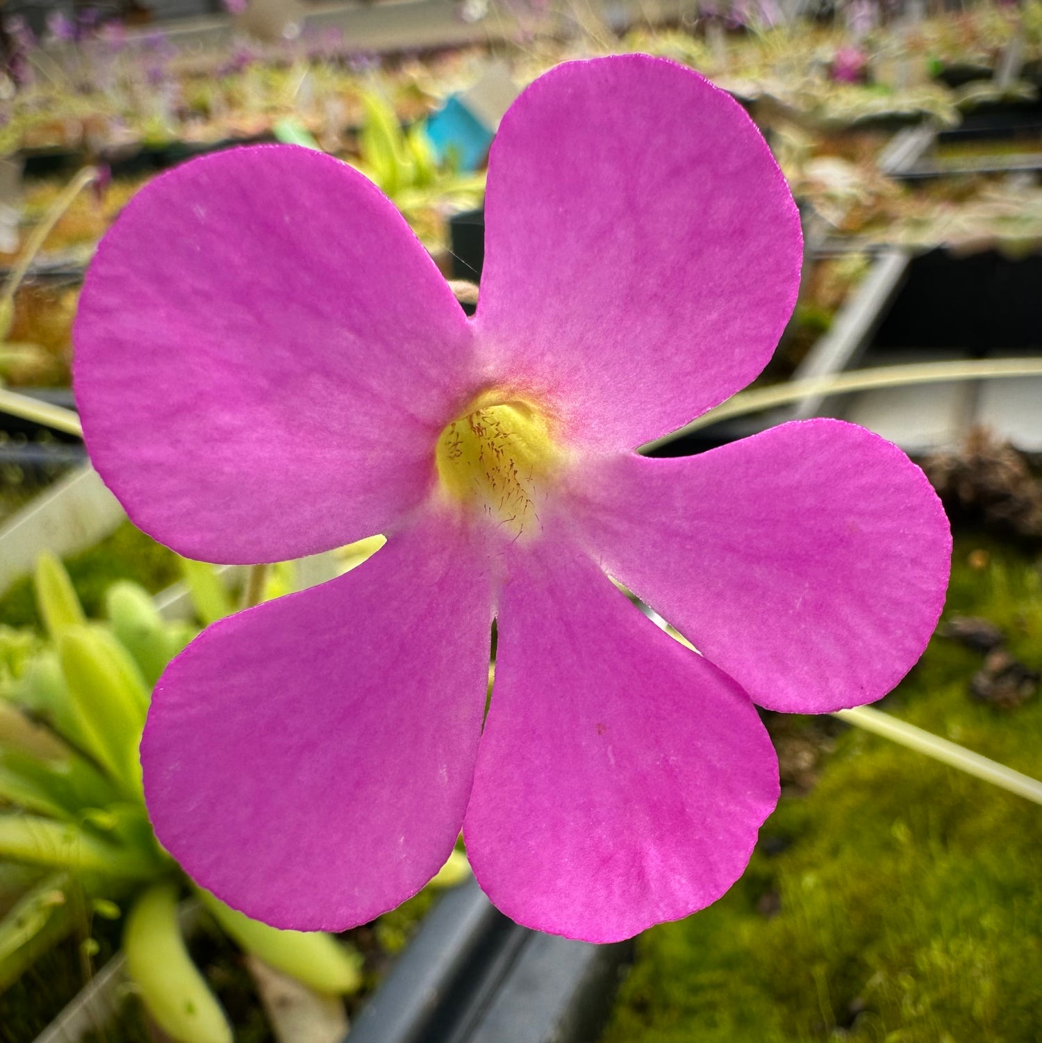 Pinguicula x “Ladyfingers” BARE ROOT