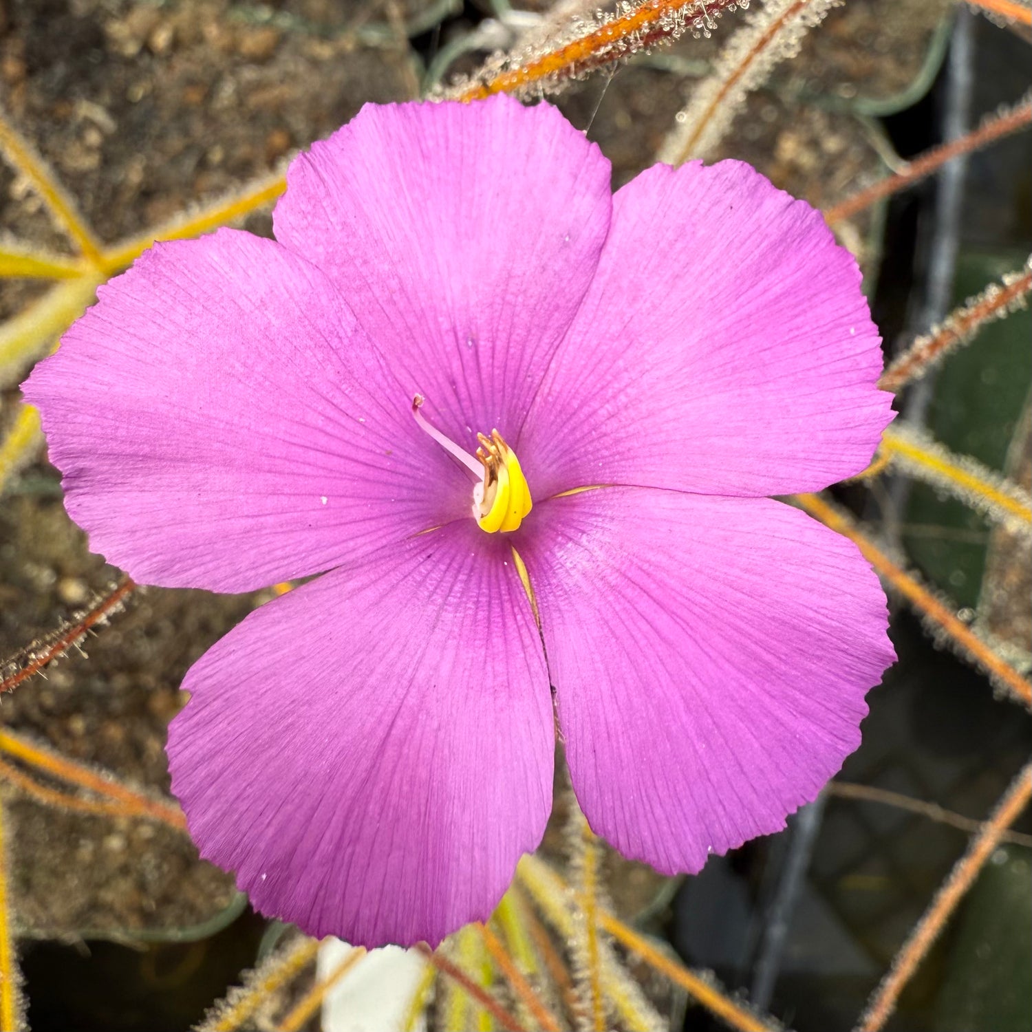 Byblis ( gigantea x lamellata ) x gigantea Potted
