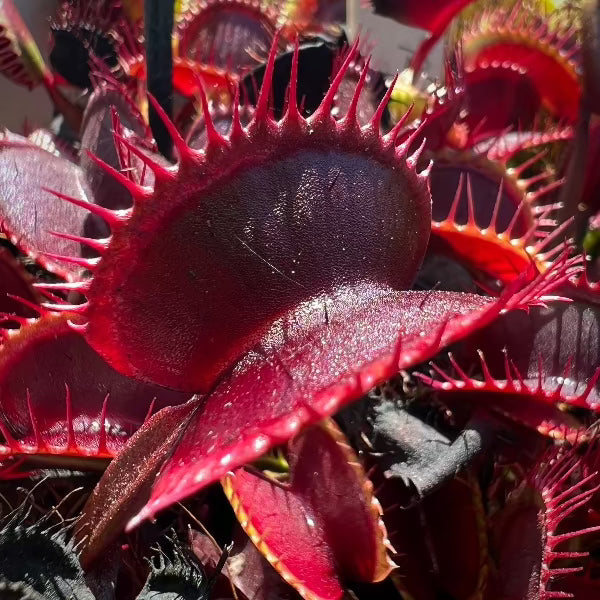 Dionaea All Red Giant