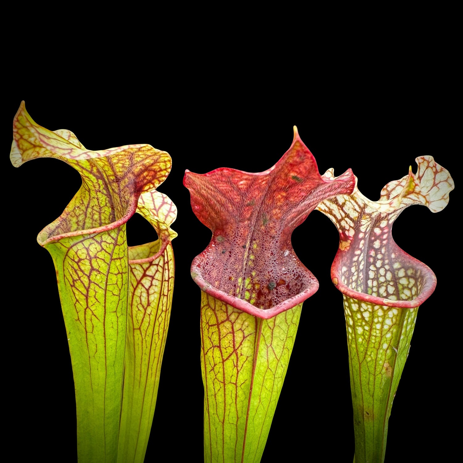 Sarracenia ( x ‘Lynda Butt’ ) x  ( x ‘Majesty’ ) Potted