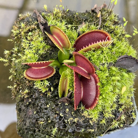 Dionaea 014 Carnivora Seed Pack