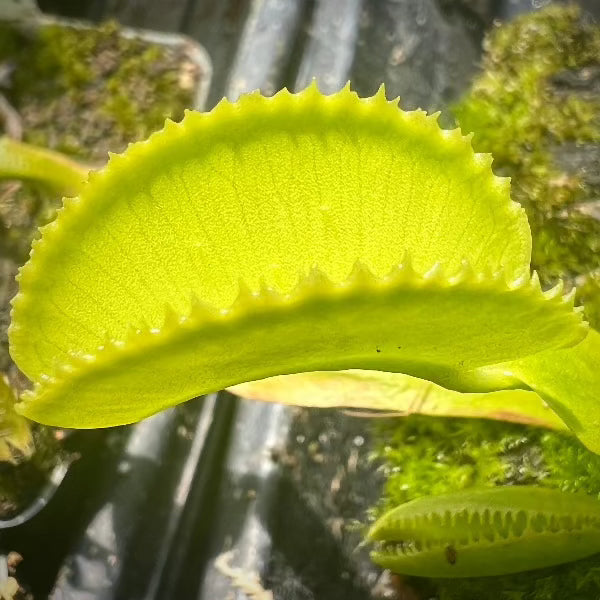 Dionaea green microdent venus flytrap seed