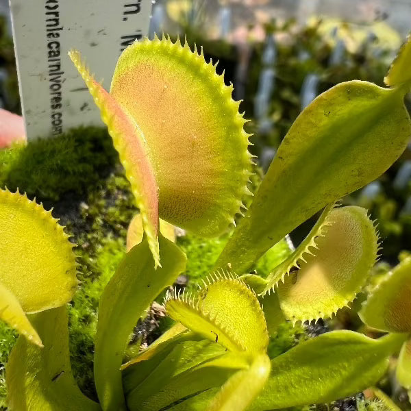 Dionaea microdent giant
