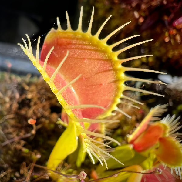 Dionaea Ortons Giant Venus Flytrap